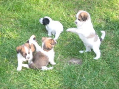 Papillon Chihuahua .... Mix Welpen