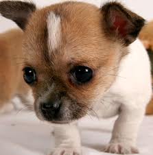 chihuahua puppies for sale