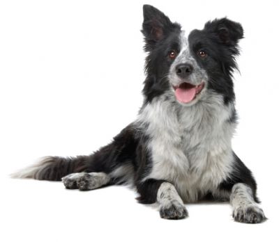 Pet Minding Services – A Special Care for Your Pet