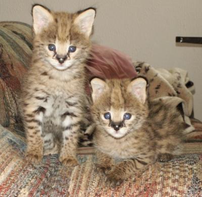 SAVANNAH F6 KITTENS FOR SALE