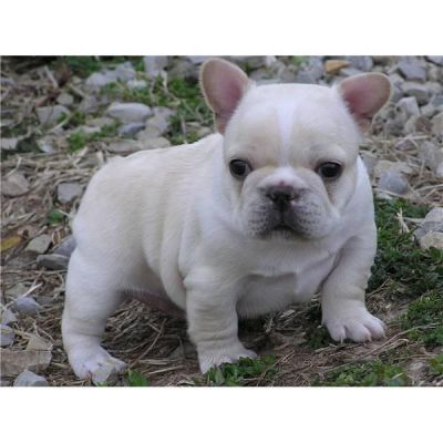 french bulldog puppy ready for a new home