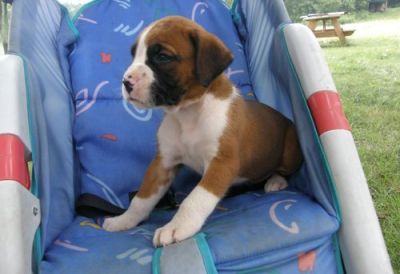 Healthy Boxer Puppies