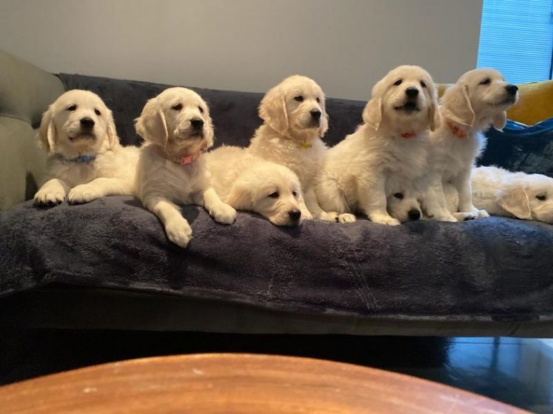 Golden retriever puppies available 