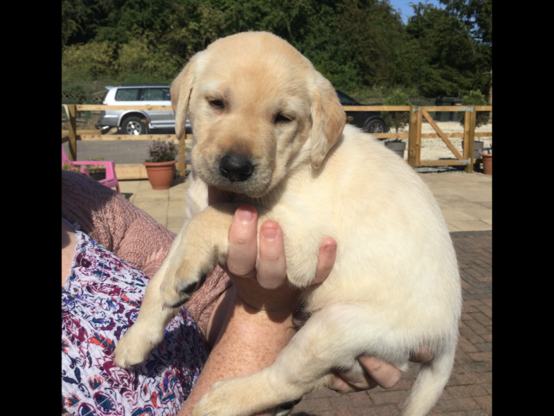 Gorgeous Labrador Retriever Puppies Ready 