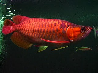 Arowana fish for sale