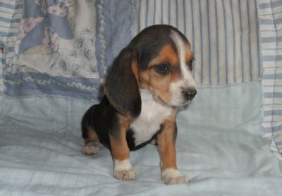 beagle puppies for rehome