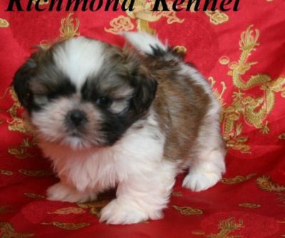 cute shih tzu puppies for adoption 