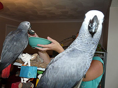 African Gray Parrots For Adoption