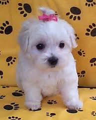 2 Gorgeous Male & Female MALTESE  Pups For Re Home