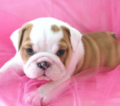 English Bulldog Puppies Available