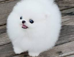 Cute pomeranian puppy for sale to pet loving homes