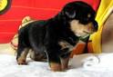 Rottweiler puppies for free adoption