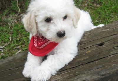 bishond frise puppies Ready now Perfect for your home