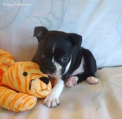 ADORABLE BABY ENGLISH BULL DOG PUPPIES