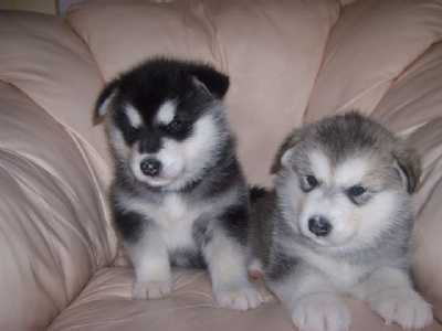 Alaskan Malamute Puppies for adoption