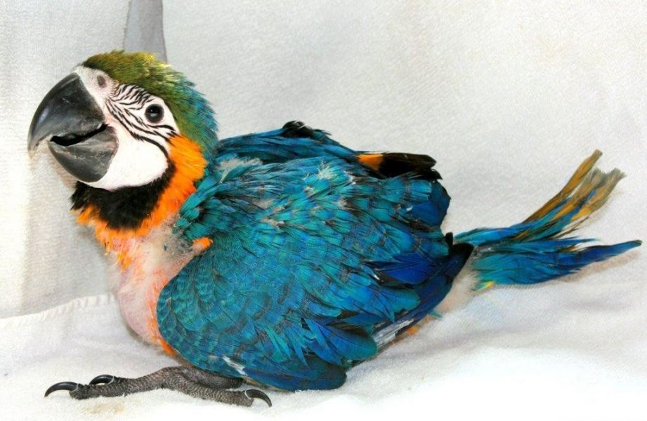 Macaws,parrots and cockatoos for sale 