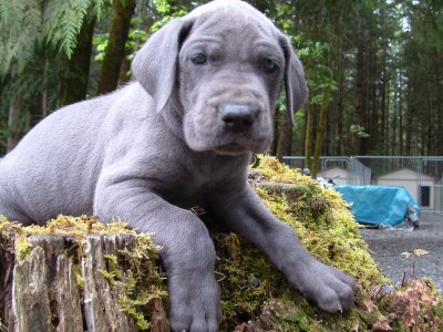 Great Dane Puppies For New Homes.