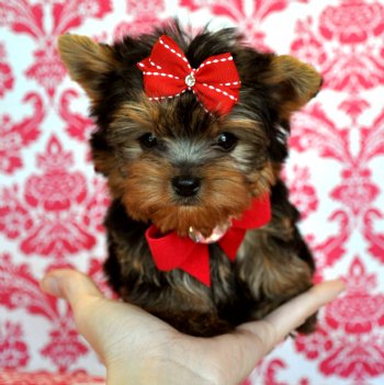 Very Friendly yorkie puppies for sale.