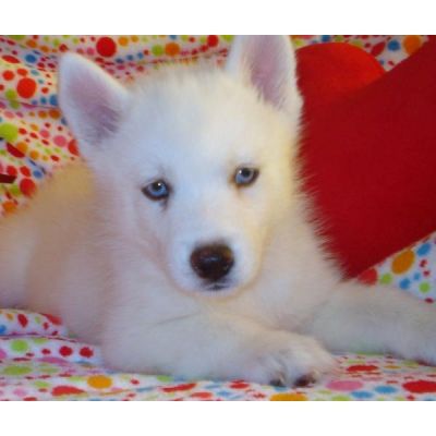 adorable husky puppies for  adoption