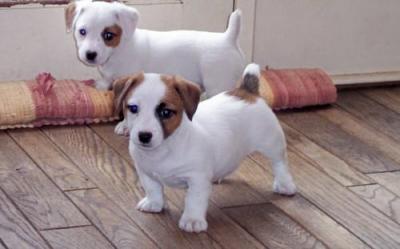 Well train jack Russell puppies for adoption, 