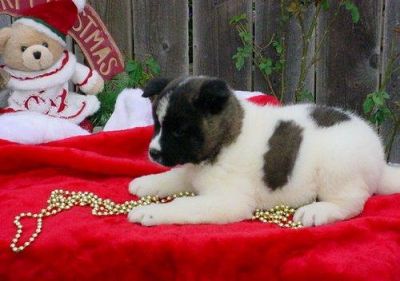 Two beautiful  Male and female Akita Puppies Lovely female Akita Puppies For Adoption