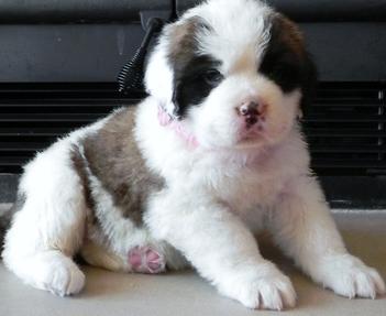 Gorgeous Saint Bernard Puppies For Sale