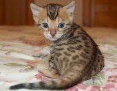 Very cute and long haired with wide faces and shor...