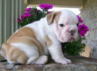 Charming English Bulldog Puppies For Sale