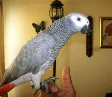 nice parrot for sale now