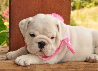Quality English Bulldog Puppies For Adoption