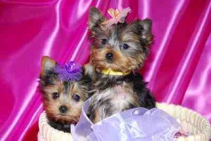 Adorable Male And Female Yorkie Puppies Ready For A New Home