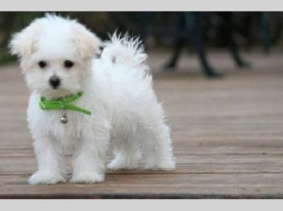AKC Bichon maltese puppies for good homes.