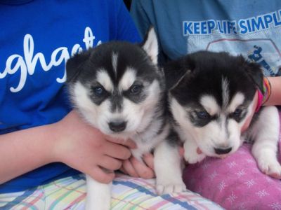 Awesome Siberian Husky puppies for adoption,