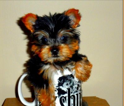               3lbs Teacup Yorkie Puppies Available.