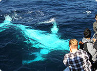 Whale Watching Tours