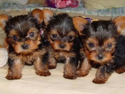 Available Teacup Yorkie puppies for Free home adoption  