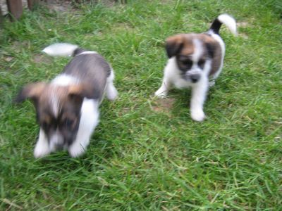 Papillon Chihuahua .... Mix Welpen