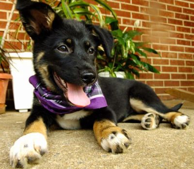 German Shepherd Dog ready now