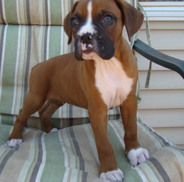 ADORABLE BOXER  PUPPIES AVAILABLE FOR LOVELY KIDS AND GOOD HOMES