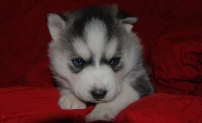 humble siberian husky puppies for sale