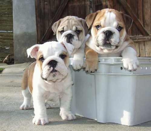 Cute English Bulldog