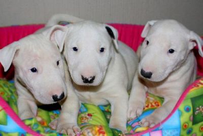 English bull terrier puppies 
