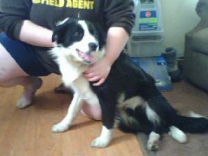 Well Trained  Border Collies Puppies