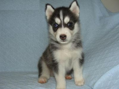 Healthy Male And Female Siberian Husky Puppies For Sale