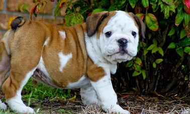 Quality English Bulldog Puppies!
