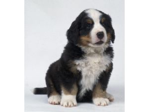 Bernese Mountain Dog for Sale