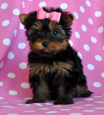 cute Yorkie puppy for adoption.