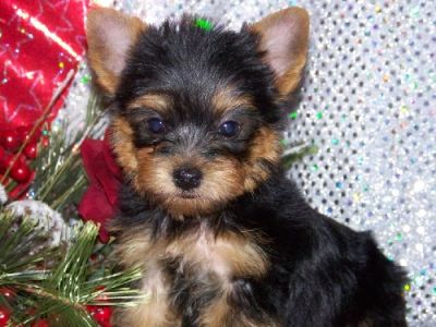 Cute Yorkie  Puppies For Free