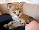 serval cub  for   adoption 