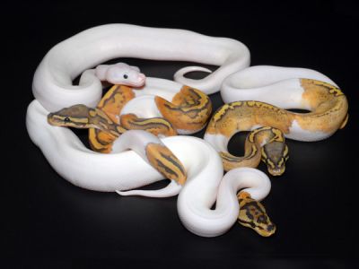 cute and adorable Ball ,Piebald and Albino pythons for adoption
